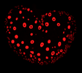 Mouse ovary immunostained with an oocyte-specific antibody (MSY2) and Vector Red alkaline phosphatase and visualized by confocal microscopy